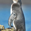 Galapagos Penguin